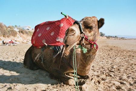 wowowowowowo camel jmal chamooo :)
