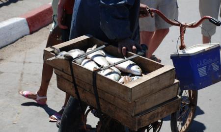 fish fich